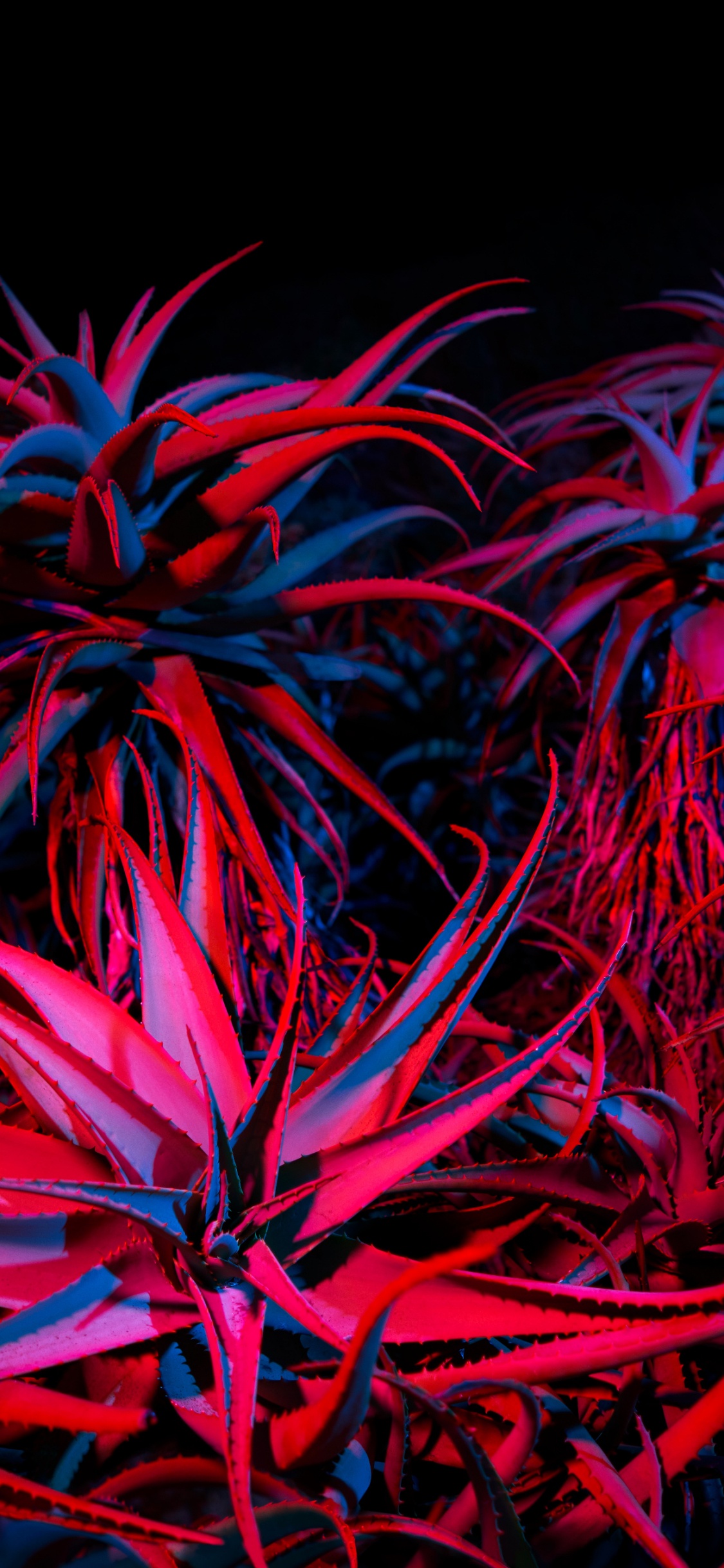 Обои apple, iPhone 12 Pro, iPhone 12 Pro Max, iPhone XS Max, macOS Big Sur в разрешении 1125x2436