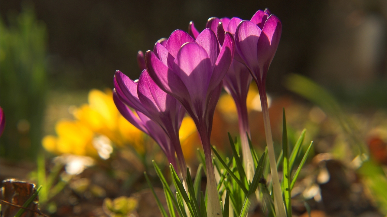 Обои цветковое растение, растение, лепесток, весна, Крокус в разрешении 1280x720