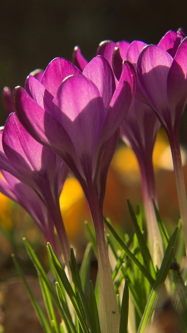 Обои цветковое растение, растение, лепесток, весна, Крокус в разрешении 750x1334