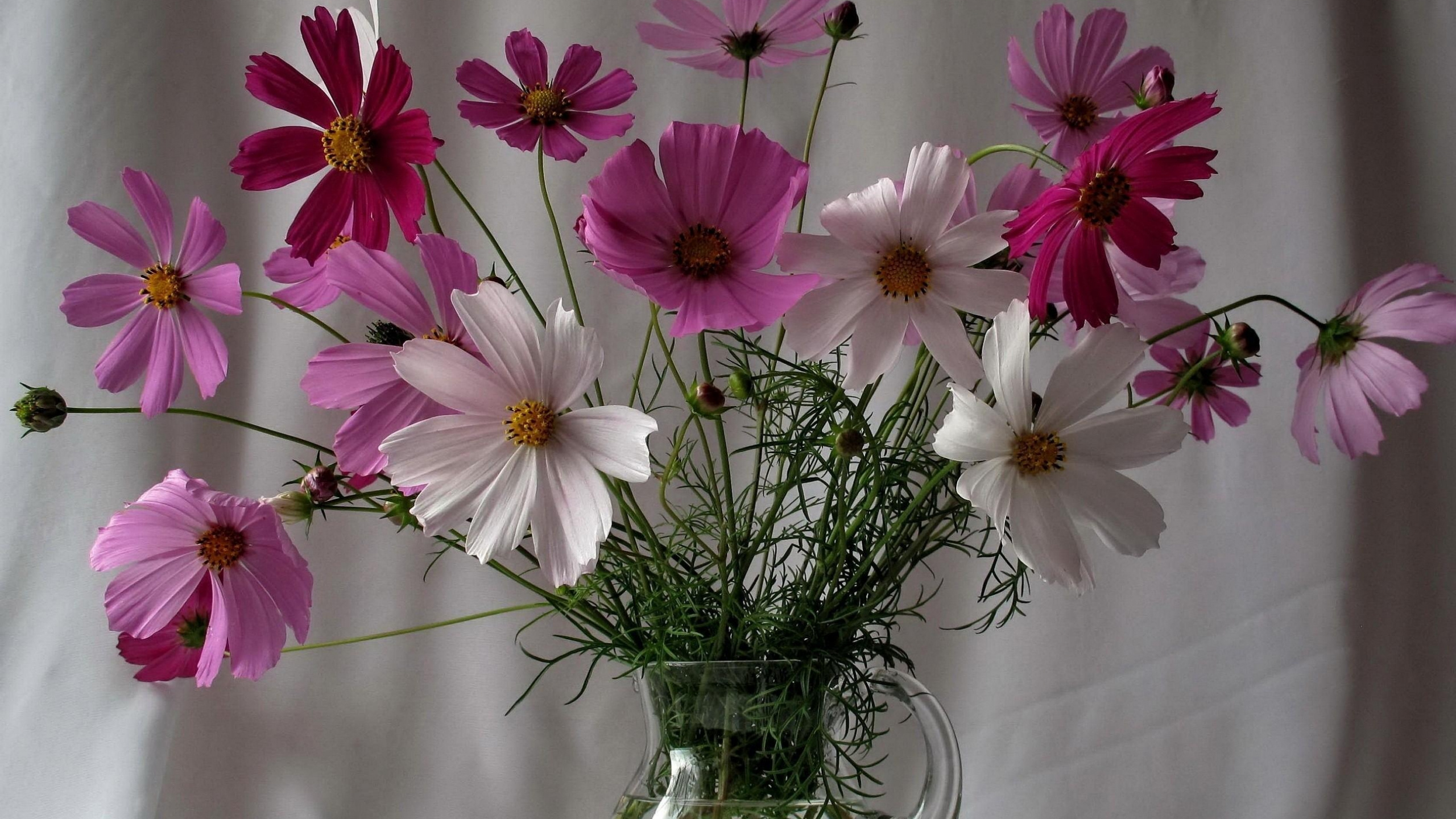 Обои цветковое растение, лепесток, сад космос, срезанные цветы, розовый в разрешении 2560x1440