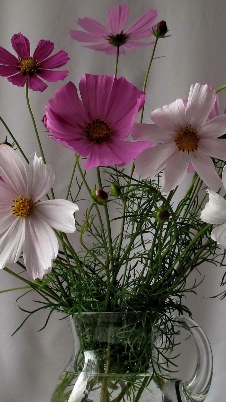 Обои цветковое растение, лепесток, сад космос, срезанные цветы, розовый в разрешении 720x1280