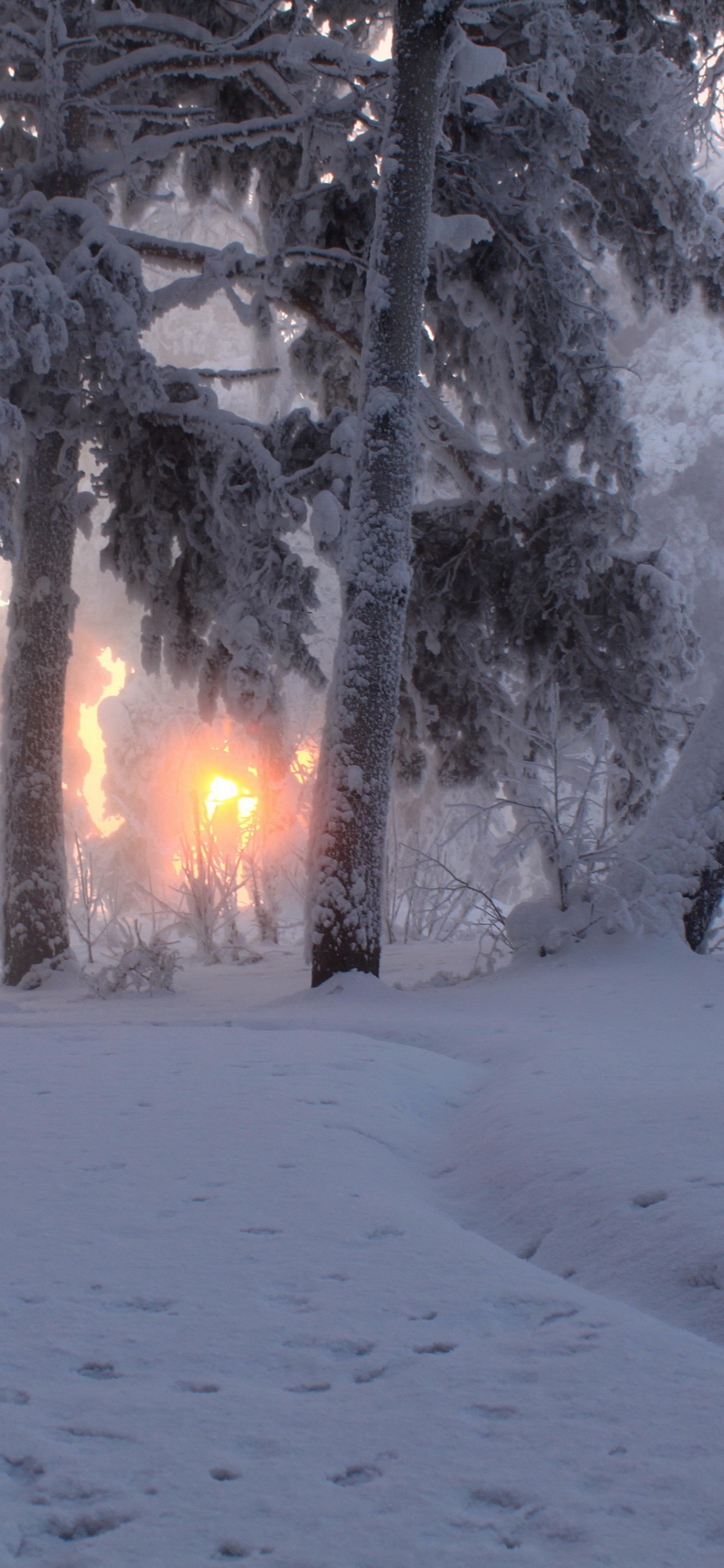 Обои снег, восход солнца, зима, дерево, замораживание в разрешении 1125x2436