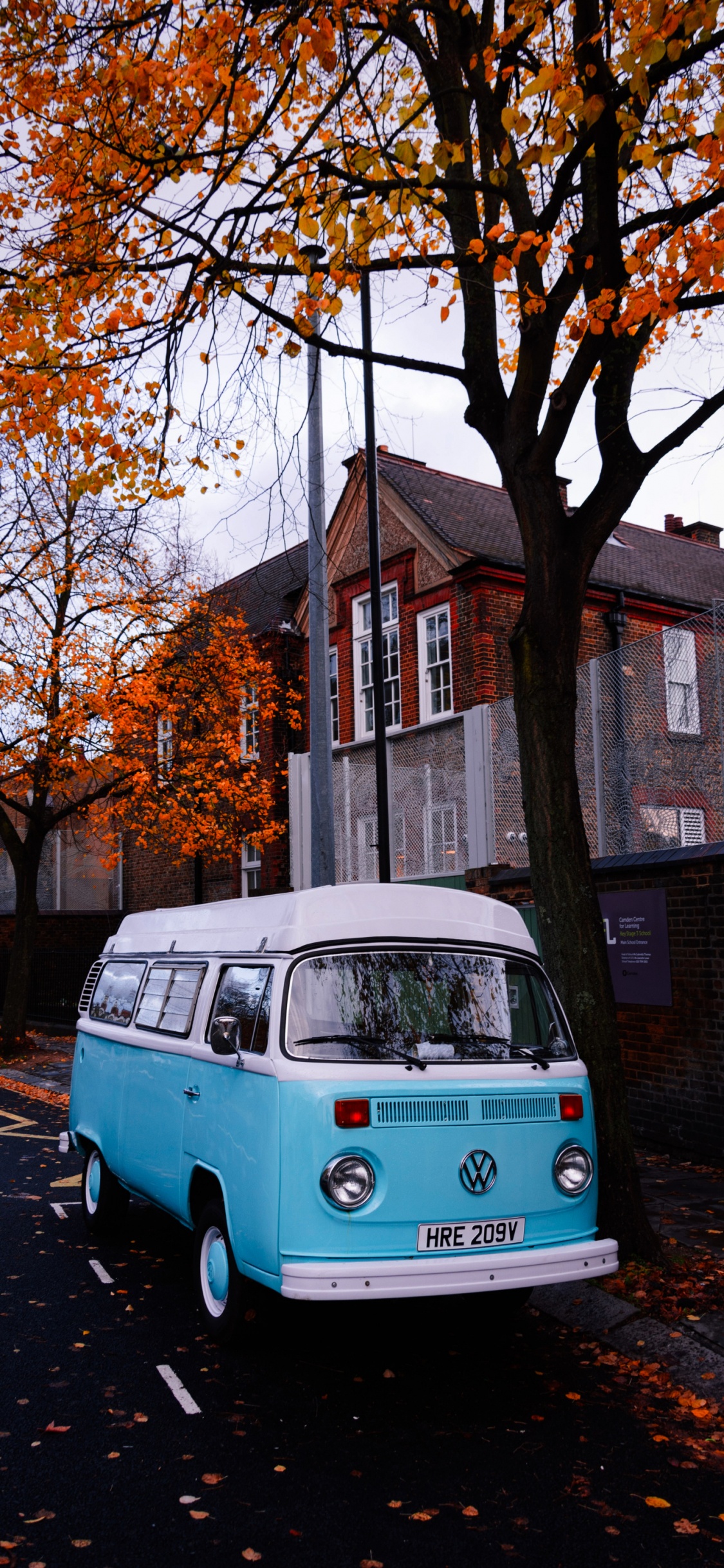 Обои дерево, панберы, день свадьбы, моя любовь, шина в разрешении 1125x2436