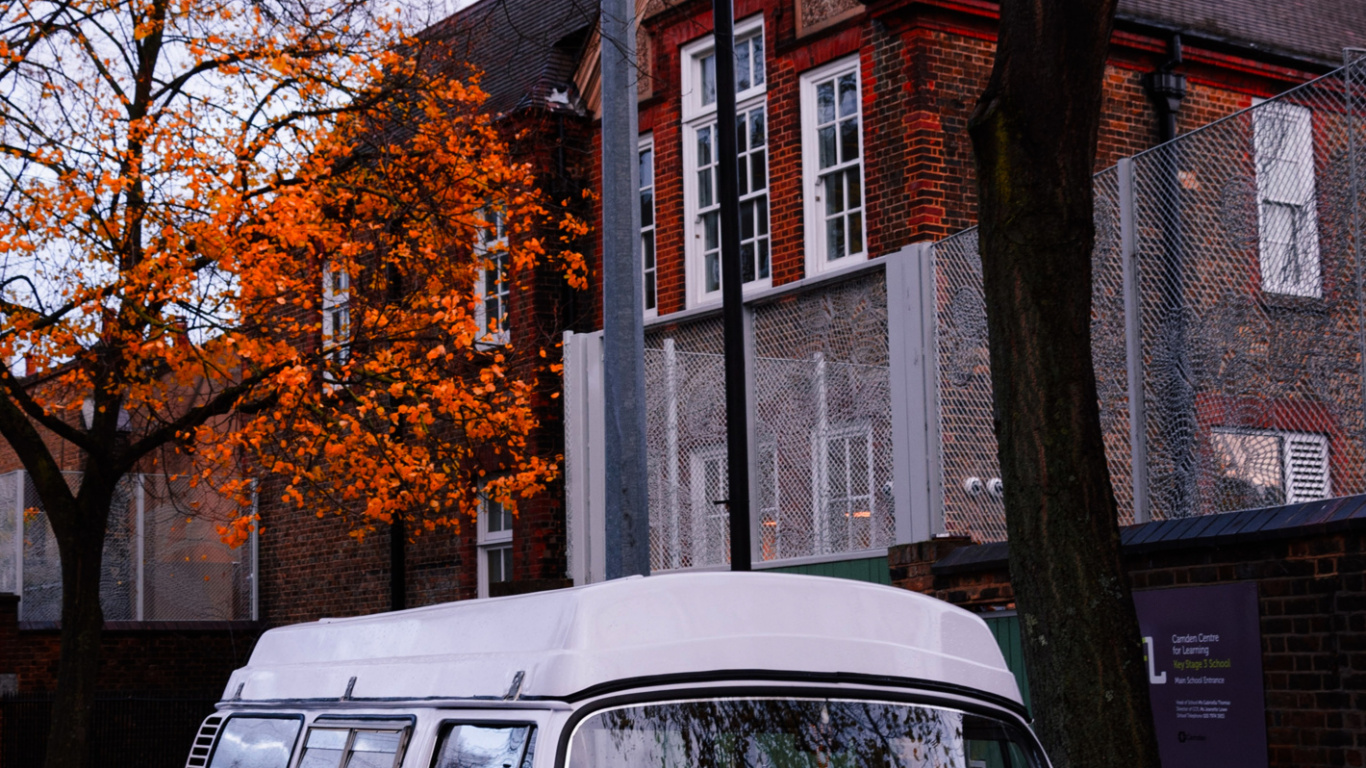 Обои дерево, панберы, день свадьбы, моя любовь, шина в разрешении 1366x768