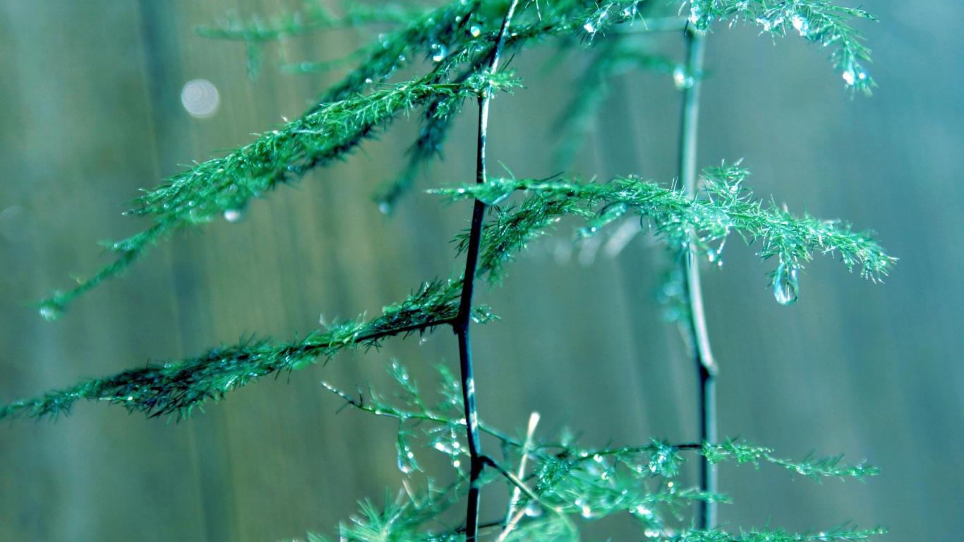 Обои зеленый, вода, ветвь, дерево, растение в разрешении 1366x768