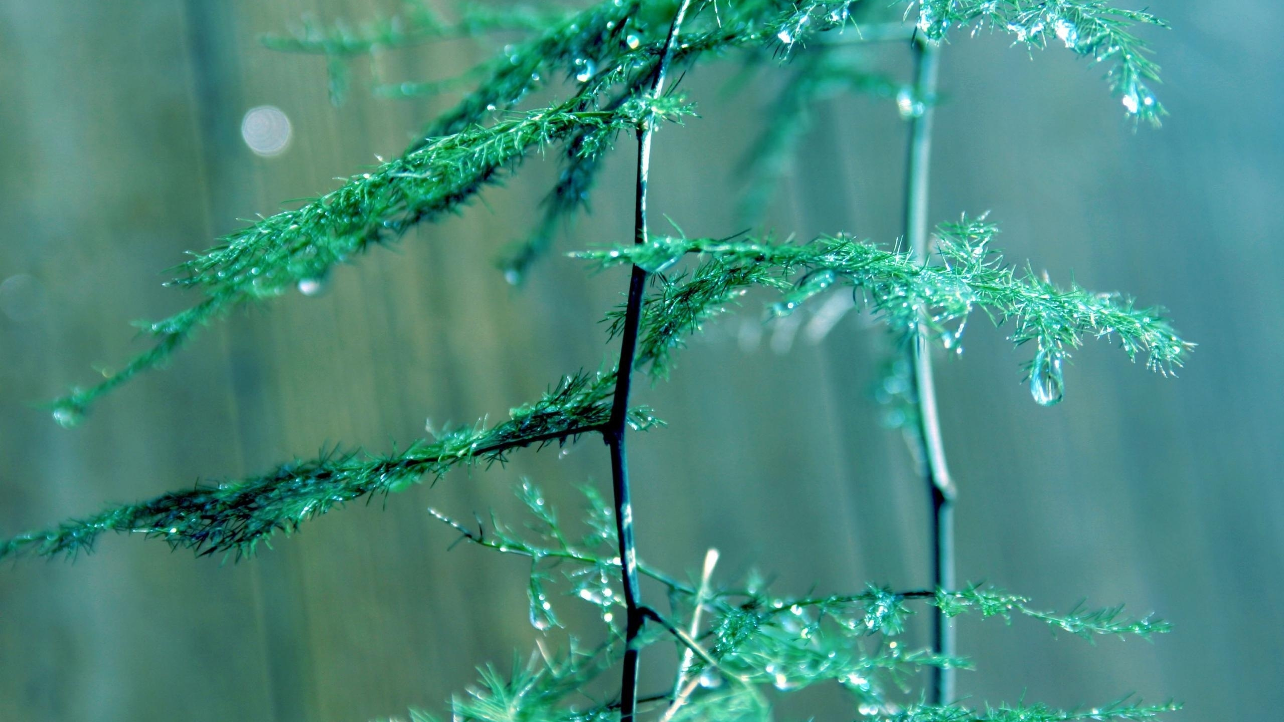 Обои зеленый, вода, ветвь, дерево, растение в разрешении 2560x1440