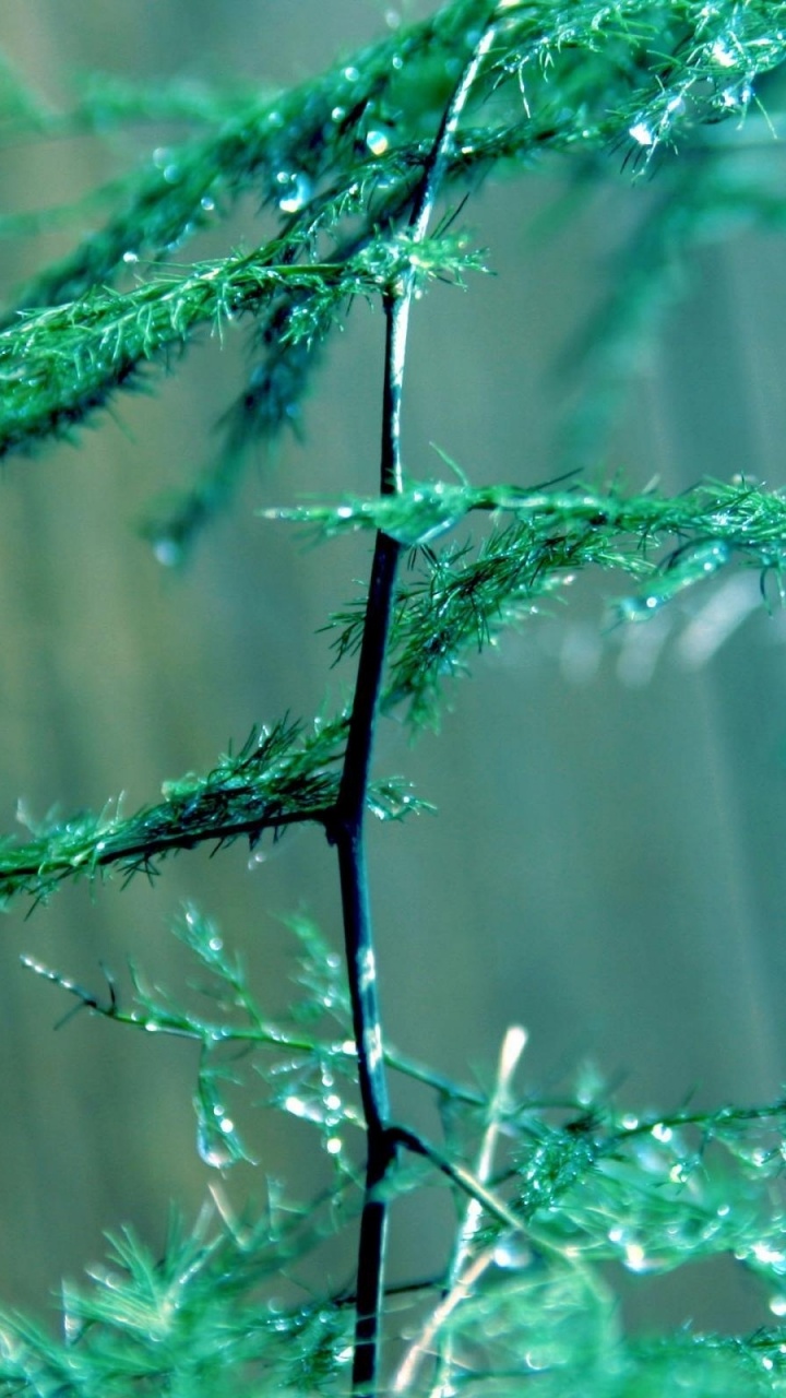 Обои зеленый, вода, ветвь, дерево, растение в разрешении 720x1280