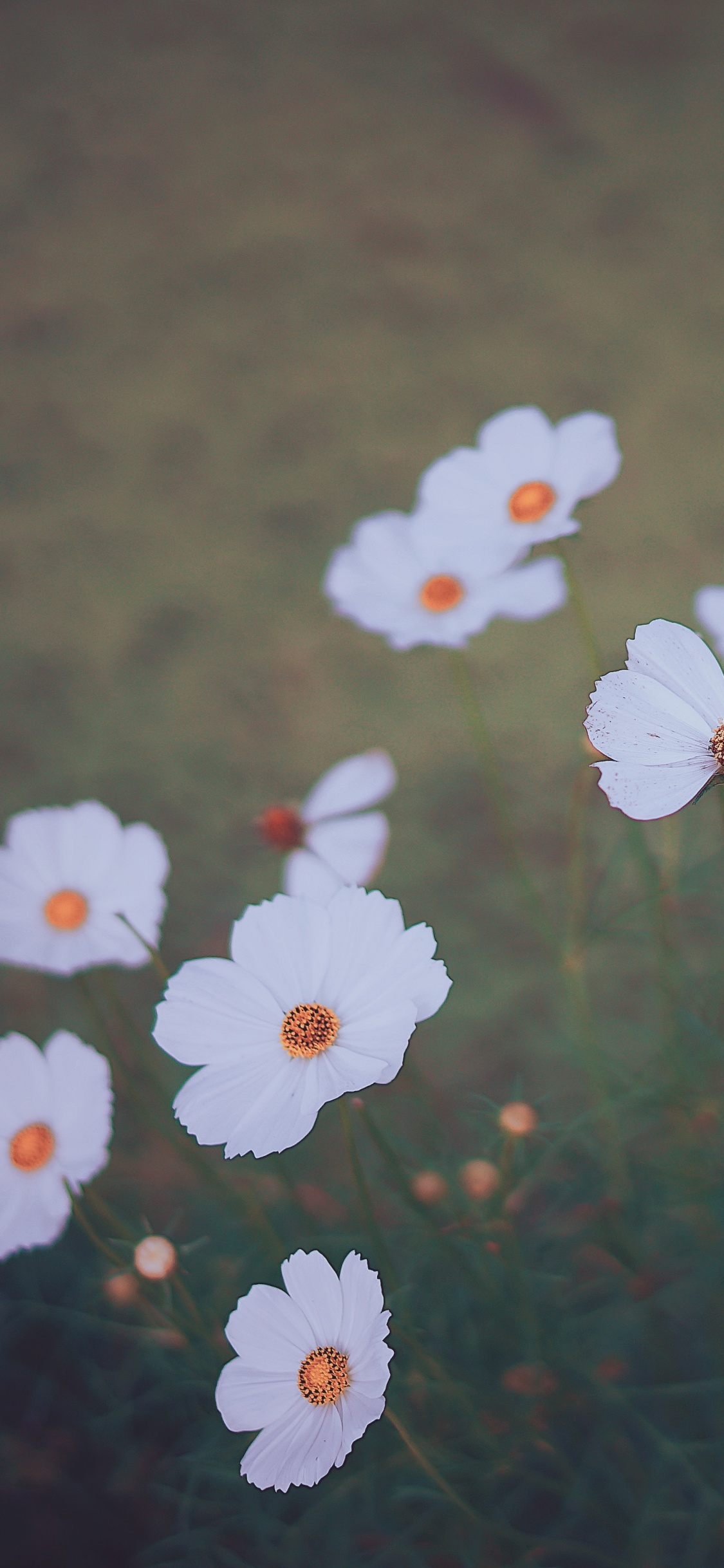 Обои цветок, лепесток, растение, розовый, ботаники в разрешении 1125x2436