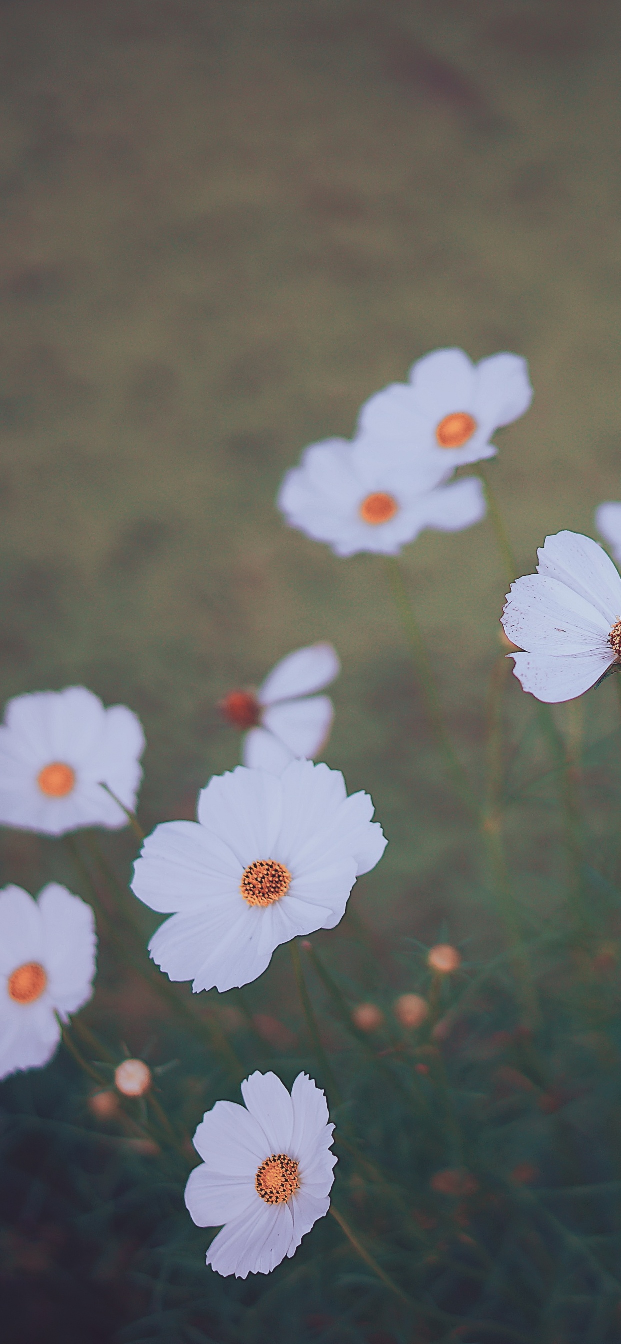 Обои цветок, лепесток, растение, розовый, ботаники в разрешении 1242x2688