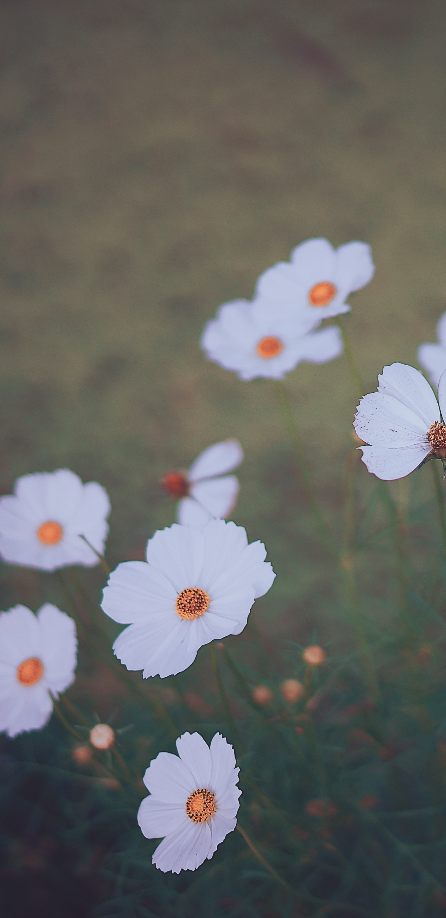 Обои цветок, лепесток, растение, розовый, ботаники в разрешении 1440x2960