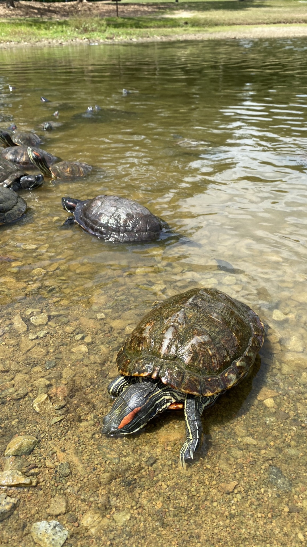 Обои черепаха, каймановая черепаха, вода, пруд черепахи, пресмыкающееся в разрешении 1080x1920
