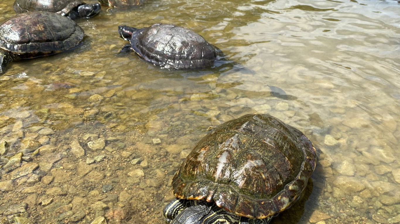 Обои черепаха, каймановая черепаха, вода, пруд черепахи, пресмыкающееся в разрешении 1366x768