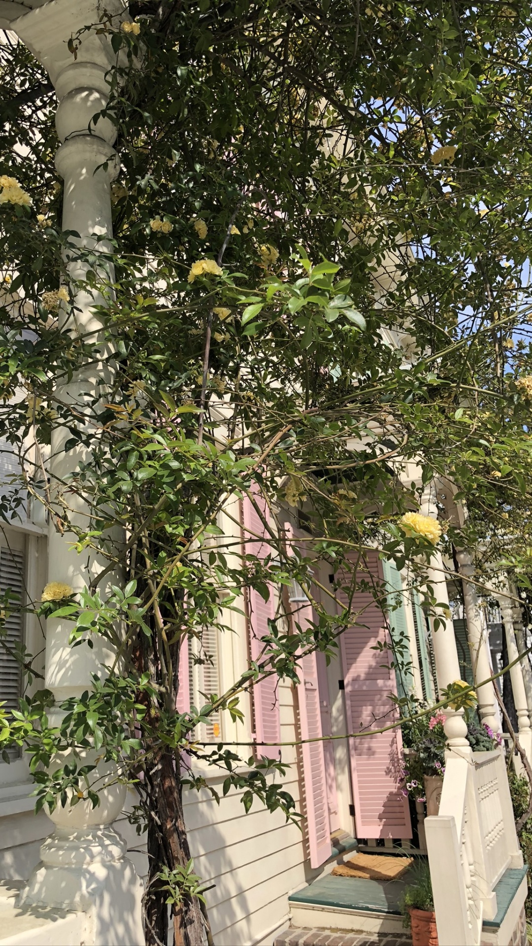 Обои дерево, физика, наука, ветвь, арка в разрешении 1080x1920