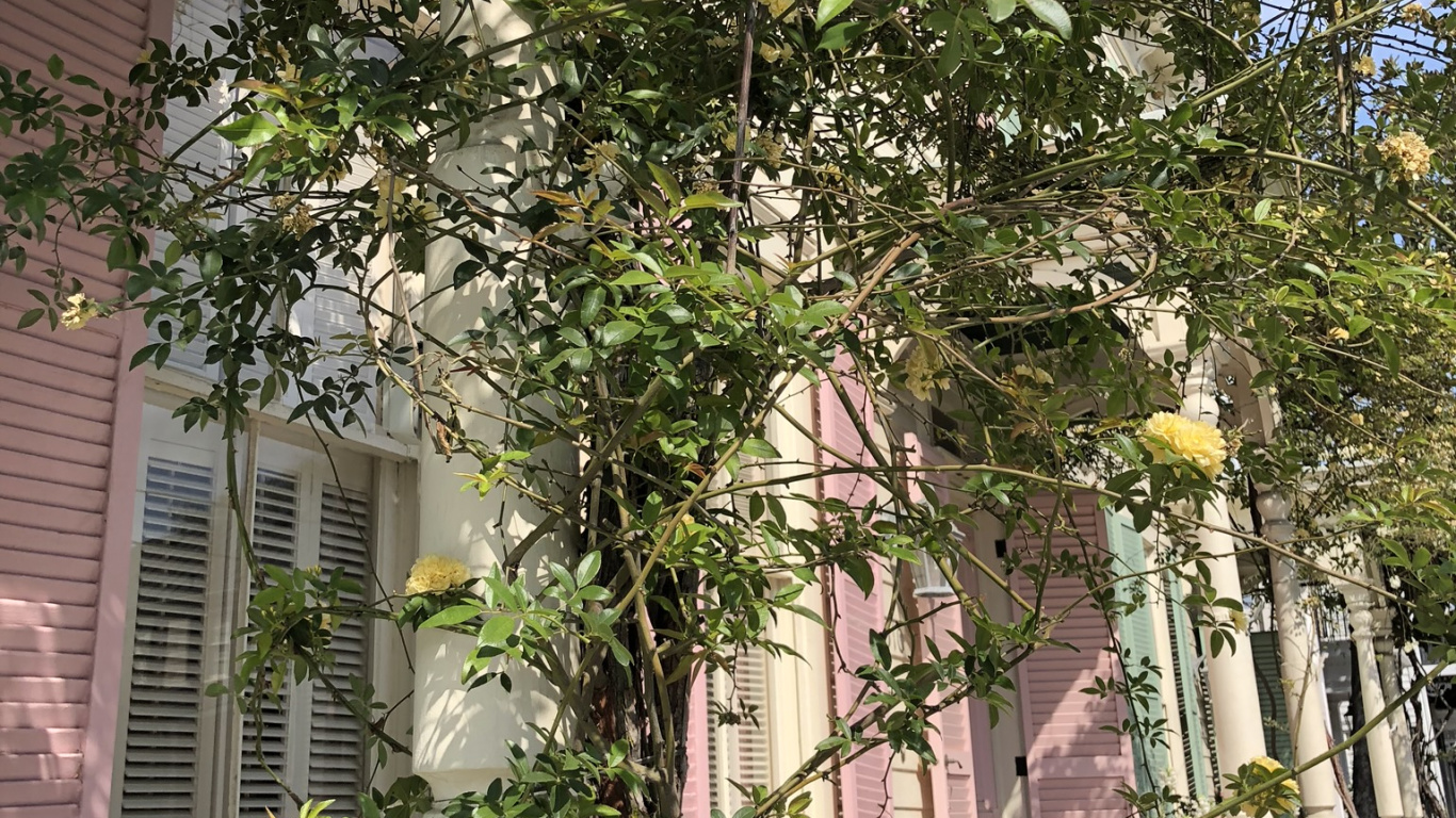 Обои дерево, физика, наука, ветвь, арка в разрешении 1366x768