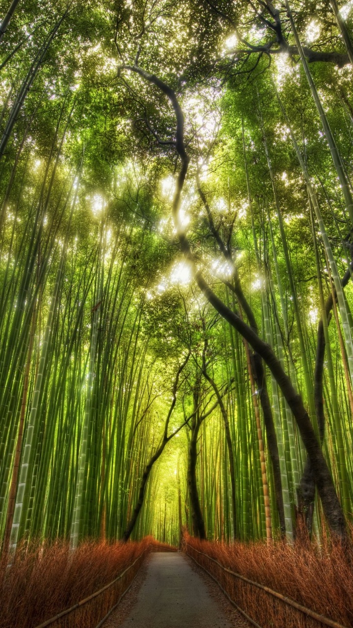 Обои бамбук, дерево, природа, лес, растительность в разрешении 720x1280