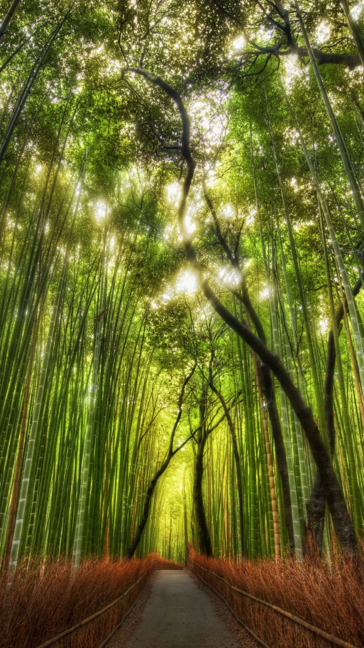 Обои бамбук, дерево, природа, лес, растительность в разрешении 750x1334