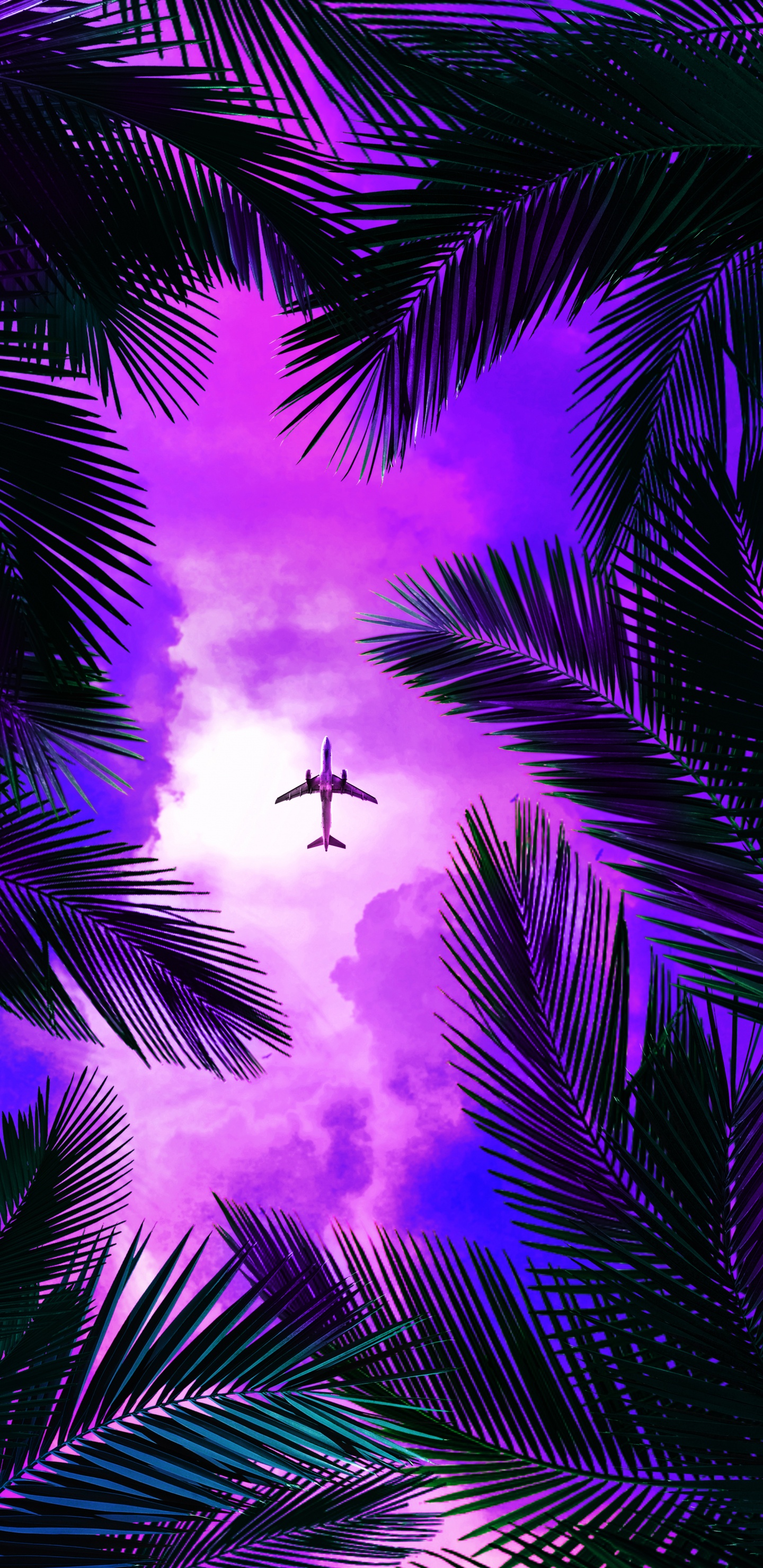 Обои пурпур, свет, природа, дерево, освещение в разрешении 1440x2960