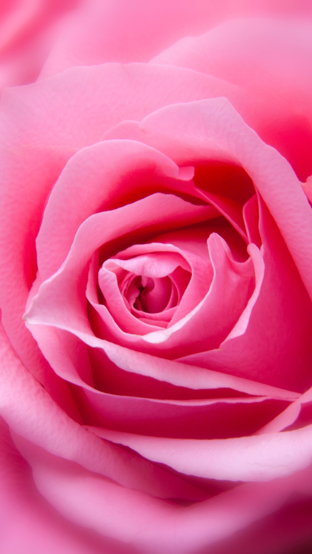 Обои роза увеличена, Роза, синяя роза, розовый, цветок в разрешении 1080x1920