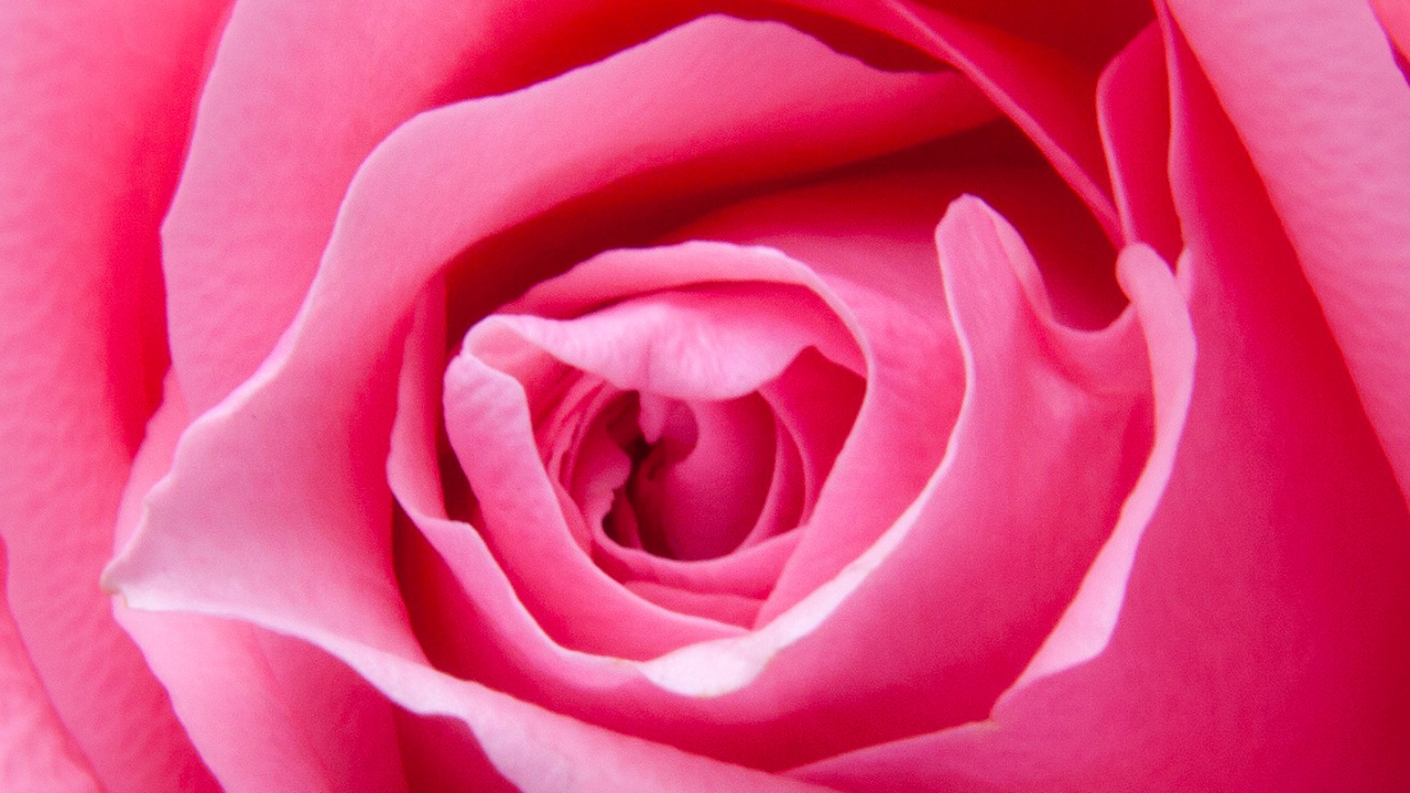 Обои роза увеличена, Роза, синяя роза, розовый, цветок в разрешении 1280x720