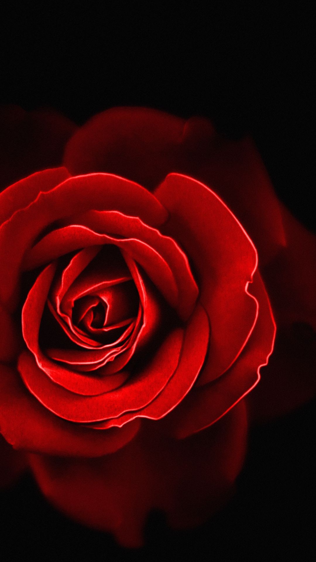 Самые красивые обои розы на телефон