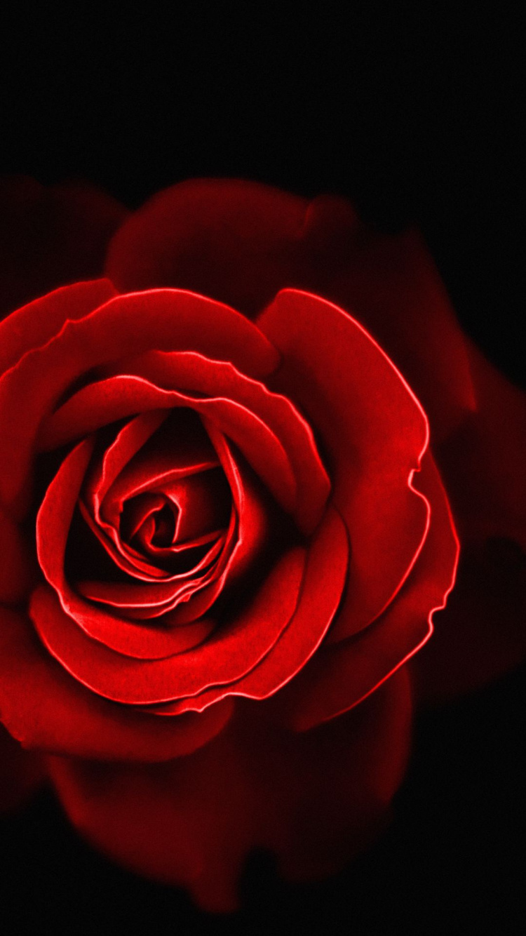 Обои сад роз, цветок, растение, лепесток, гибридная чайная роза в разрешении 750x1334