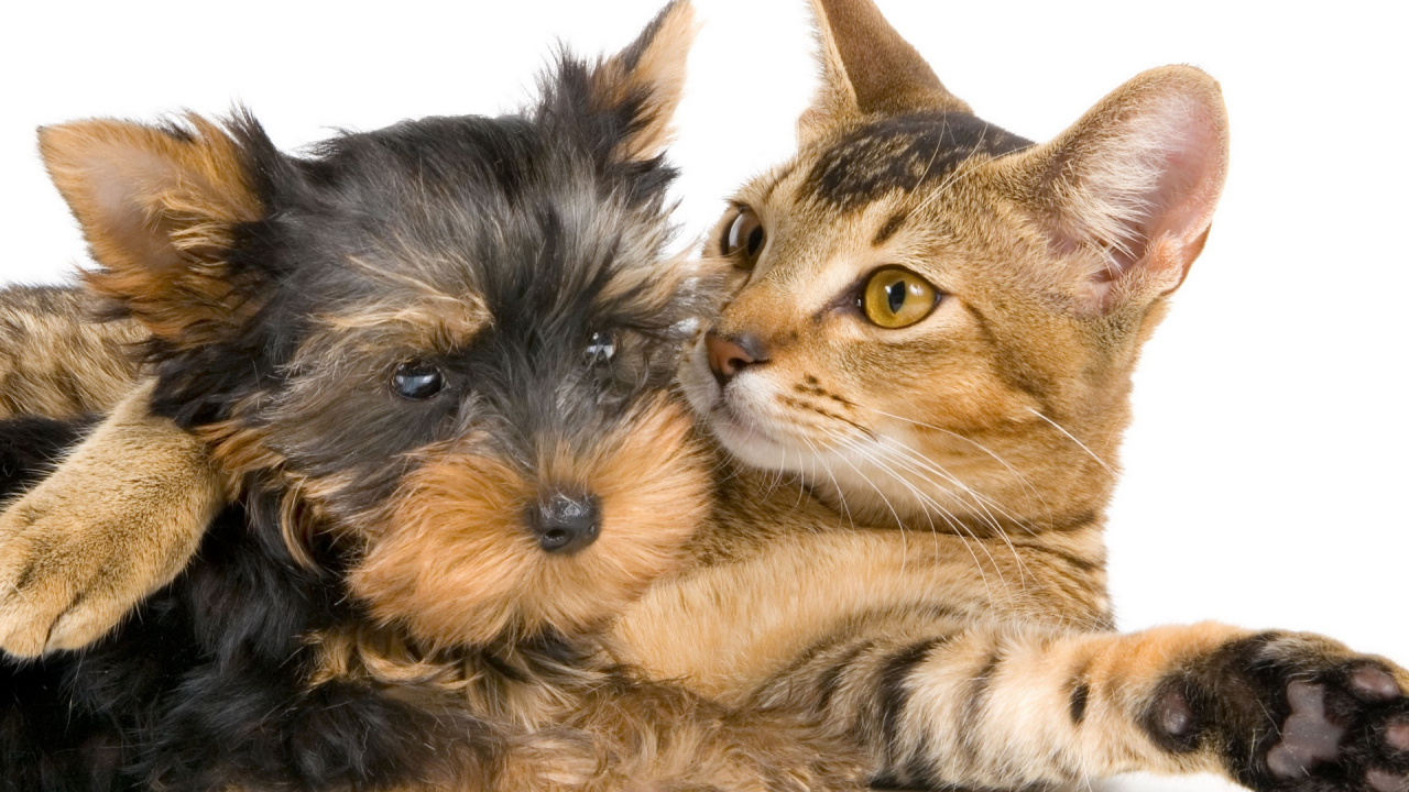 Обои кот, пес, щенок, собака породы, Йоркширский терьер в разрешении 1280x720