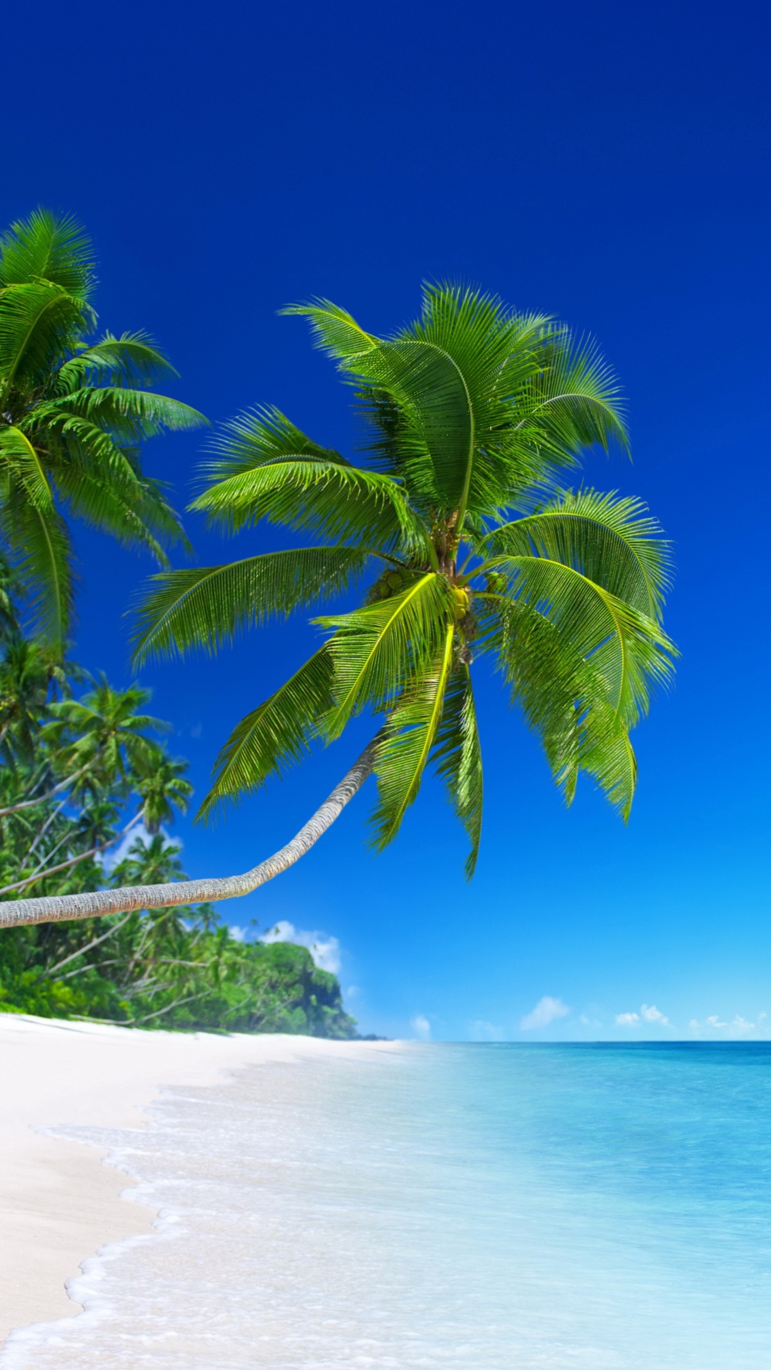 Обои пляж, тропическая зона, природа, Пальма, океан в разрешении 1080x1920
