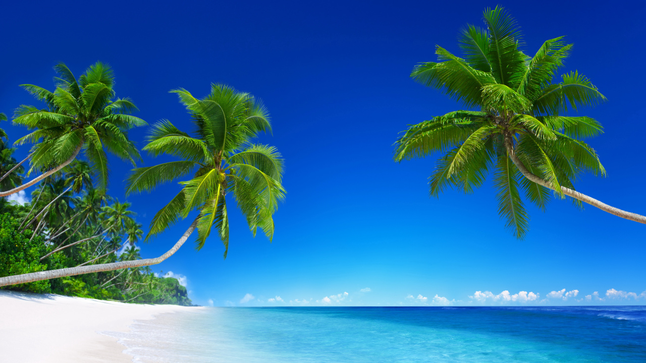 Обои пляж, тропическая зона, природа, Пальма, океан в разрешении 1280x720