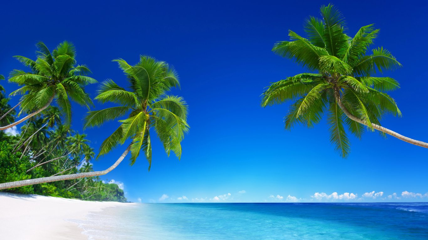 Обои пляж, тропическая зона, природа, Пальма, океан в разрешении 1366x768