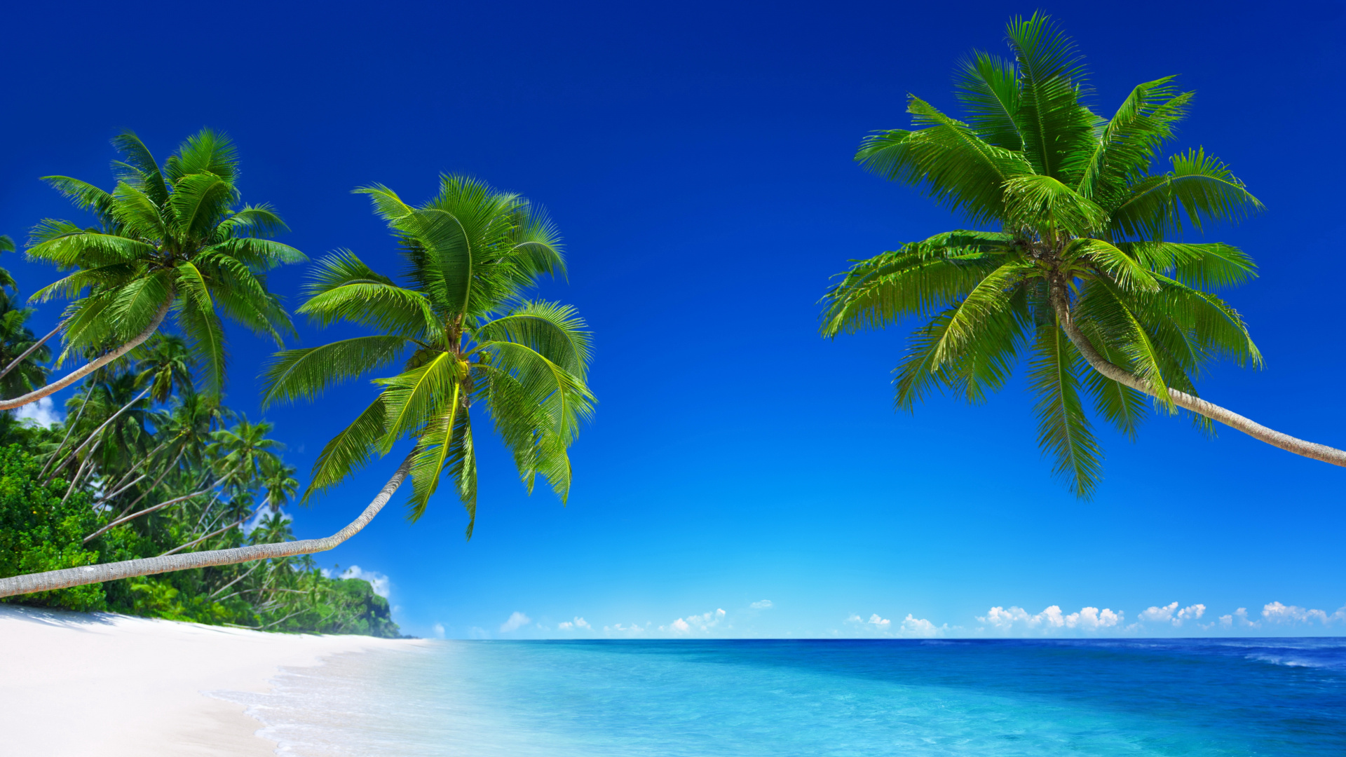 Обои пляж, тропическая зона, природа, Пальма, океан в разрешении 1920x1080