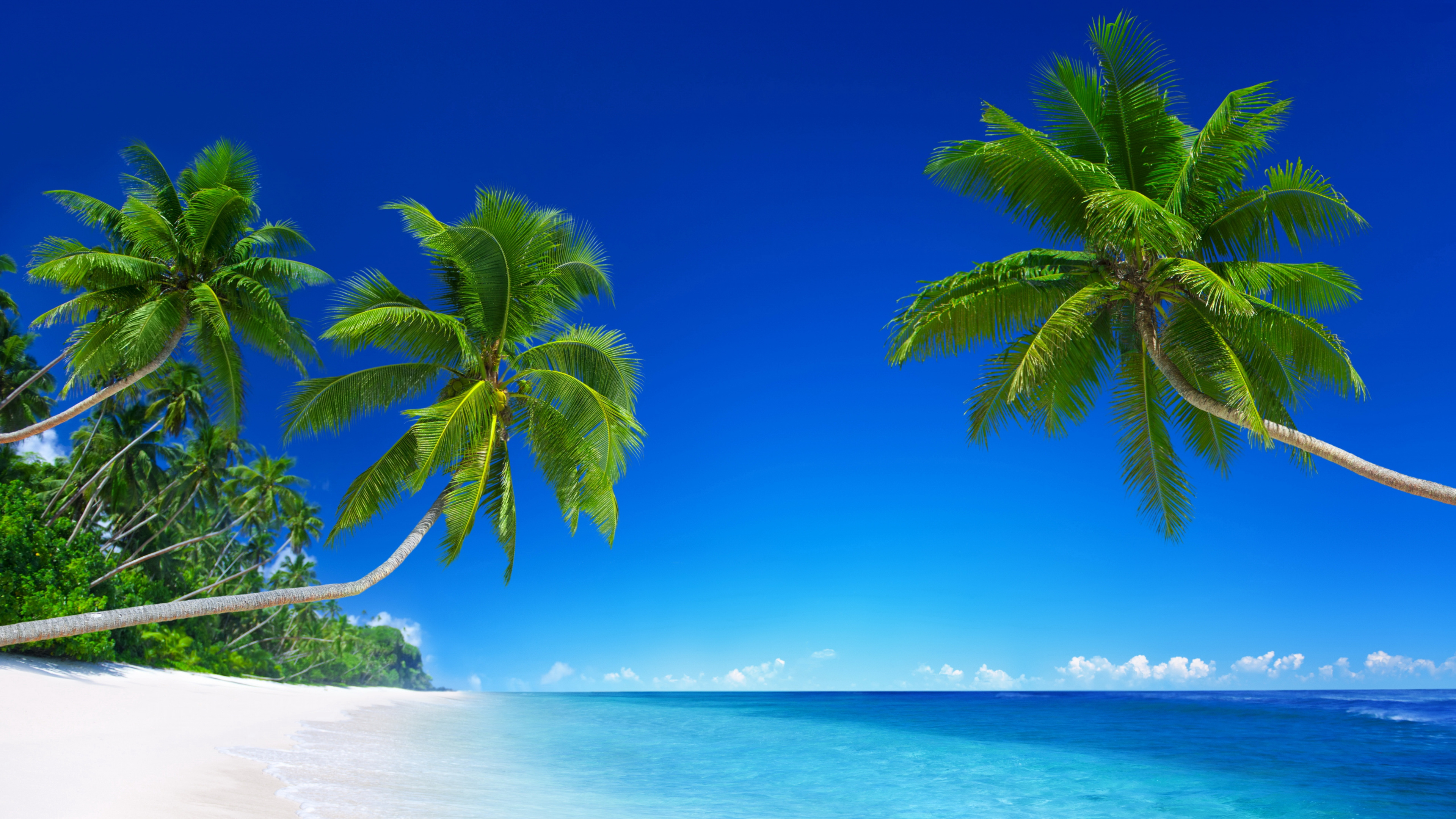 Обои пляж, тропическая зона, природа, Пальма, океан в разрешении 3840x2160