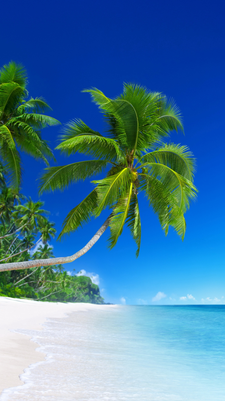 Обои пляж, тропическая зона, природа, Пальма, океан в разрешении 750x1334