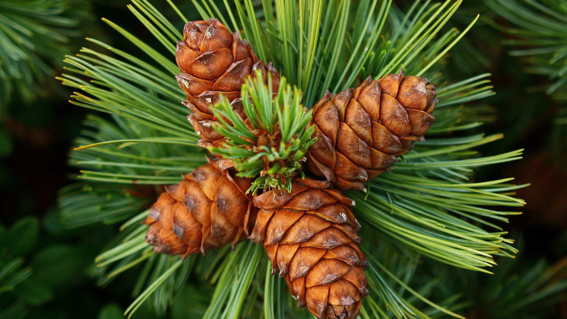 Обои сосна, ель, дерево, Кедра, Хвойные в разрешении 1920x1080