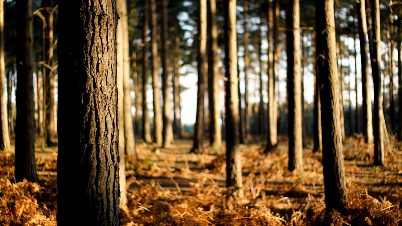 Обои дерево, лес, лесистая местность, солнечный свет, Кора в разрешении 1280x720
