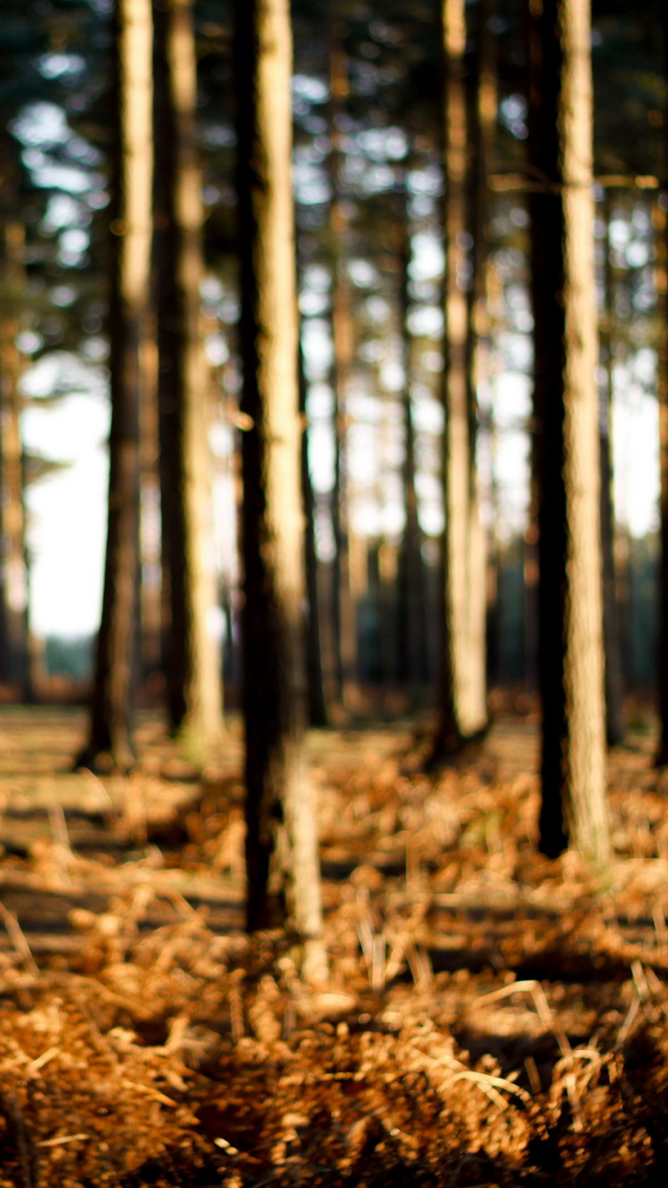 Обои дерево, лес, лесистая местность, солнечный свет, Кора в разрешении 750x1334