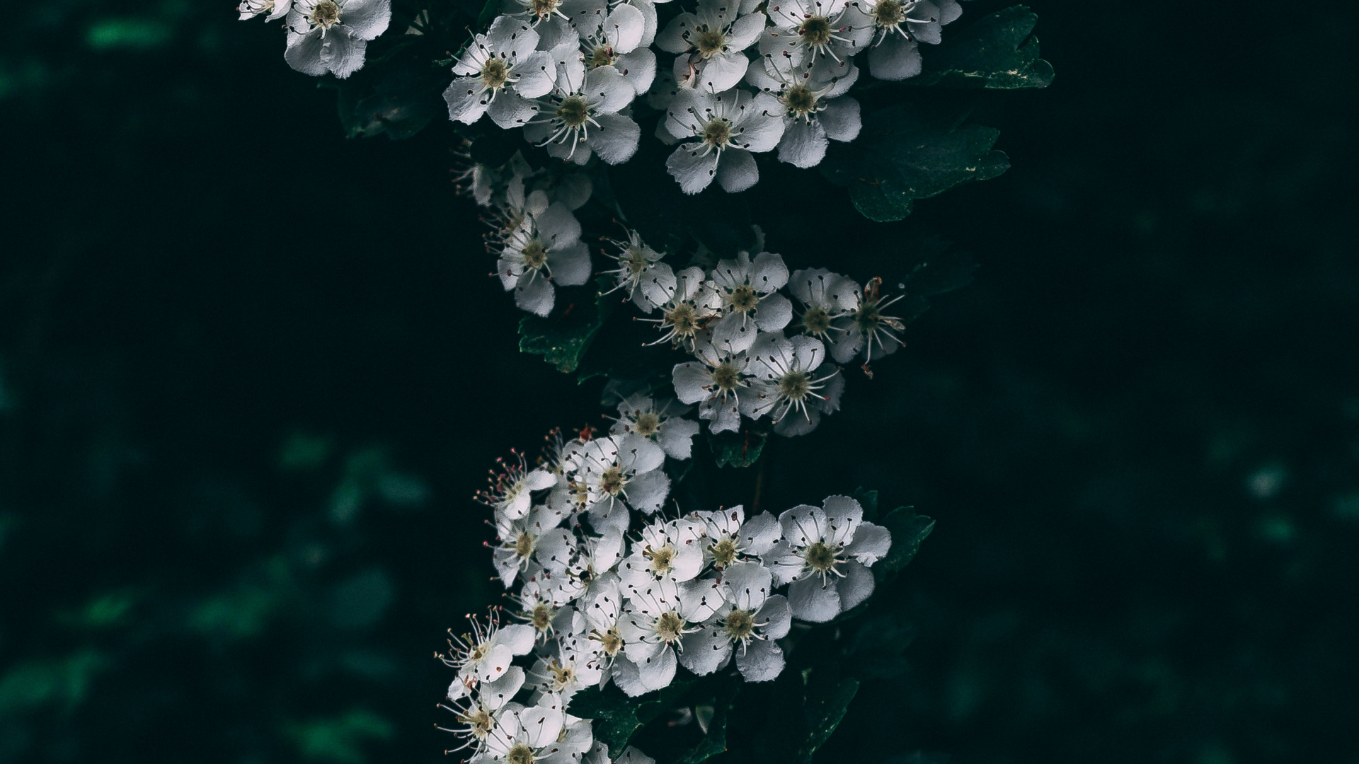 Обои цветок, расцвет, растение, весна, полевой цветок в разрешении 1920x1080