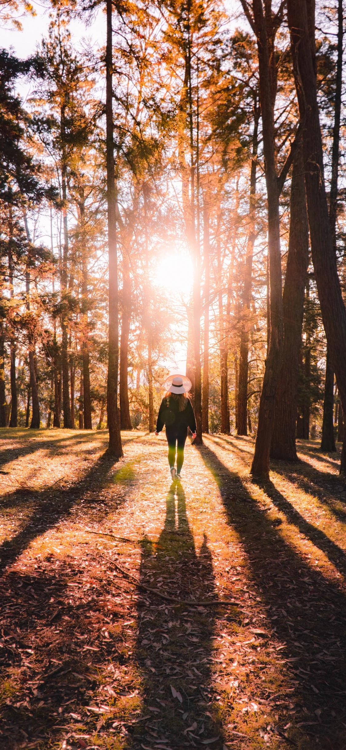 Обои лес, окружающая среда, природный ландшафт, хештег, Люди в природе в разрешении 1125x2436