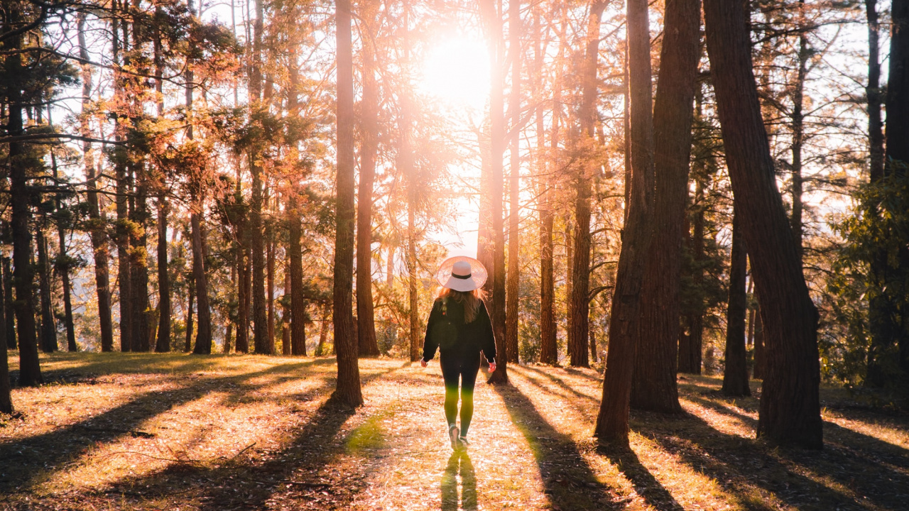 Обои лес, окружающая среда, природный ландшафт, хештег, Люди в природе в разрешении 1280x720