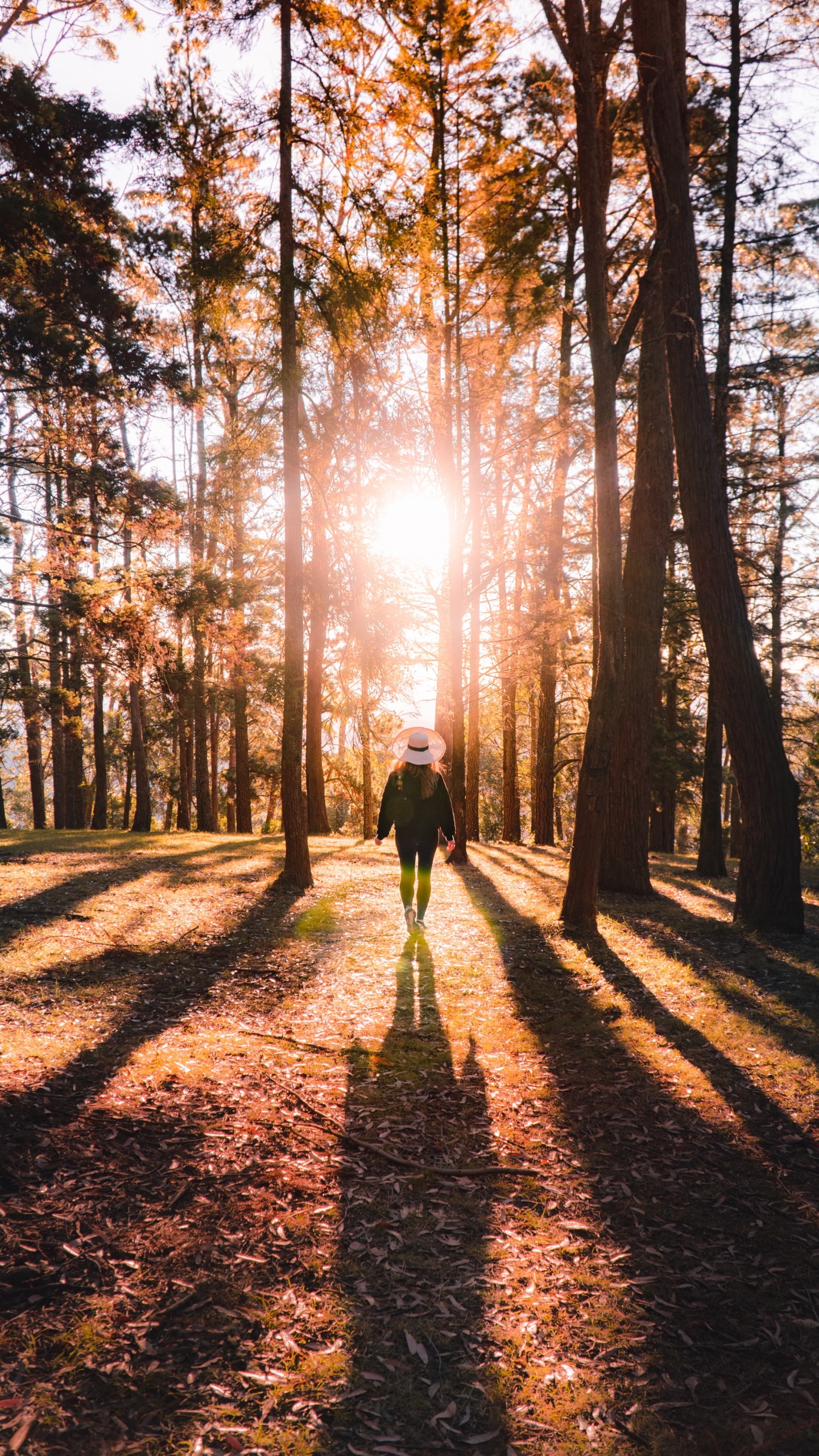Обои лес, окружающая среда, природный ландшафт, хештег, Люди в природе в разрешении 1440x2560