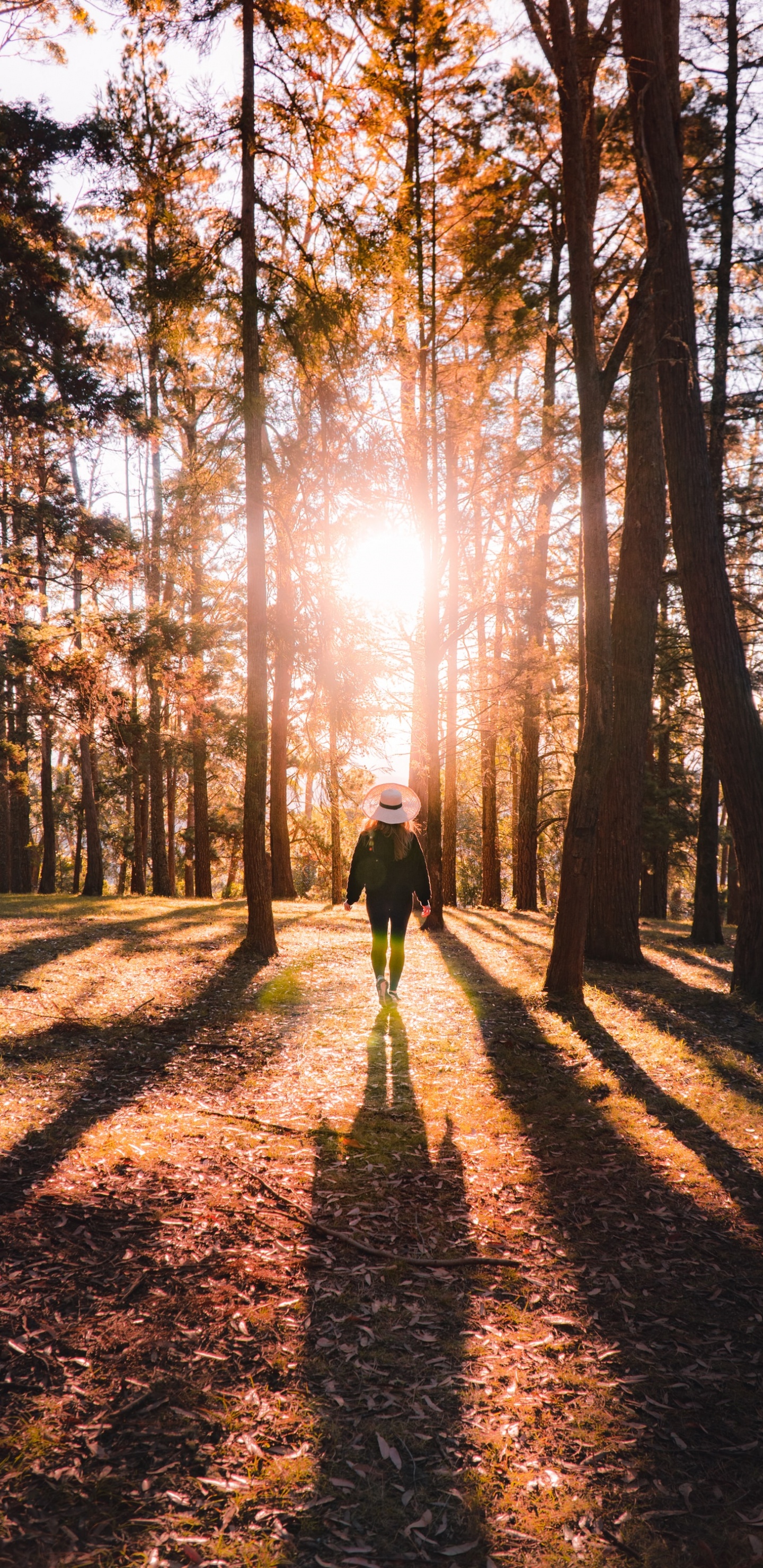 Обои лес, окружающая среда, природный ландшафт, хештег, Люди в природе в разрешении 1440x2960