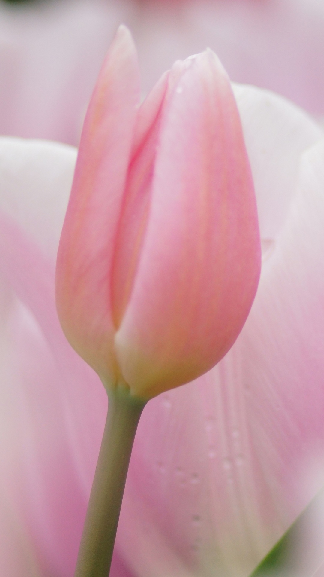 Обои мягкий розовый тюльпан, тюльпаны, розовый, розовые цветы, цветок в разрешении 1080x1920