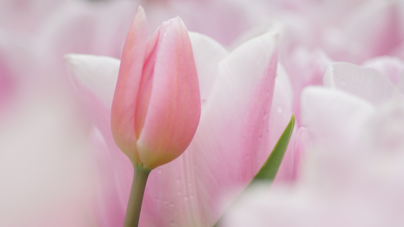 Обои мягкий розовый тюльпан, тюльпаны, розовый, розовые цветы, цветок в разрешении 1366x768