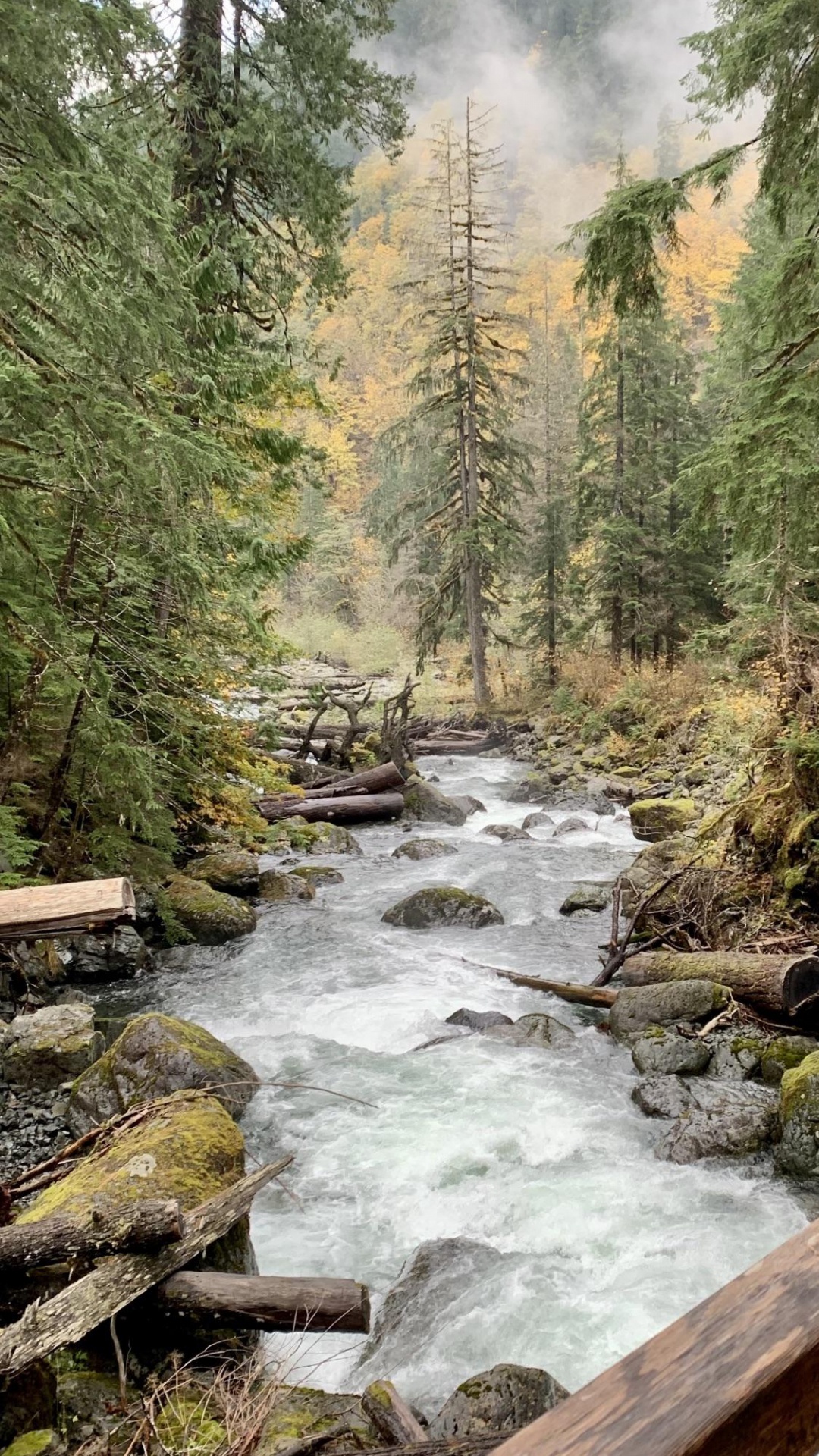 Обои природа, вода, растение, природный ландшафт, окружающая среда в разрешении 1080x1920