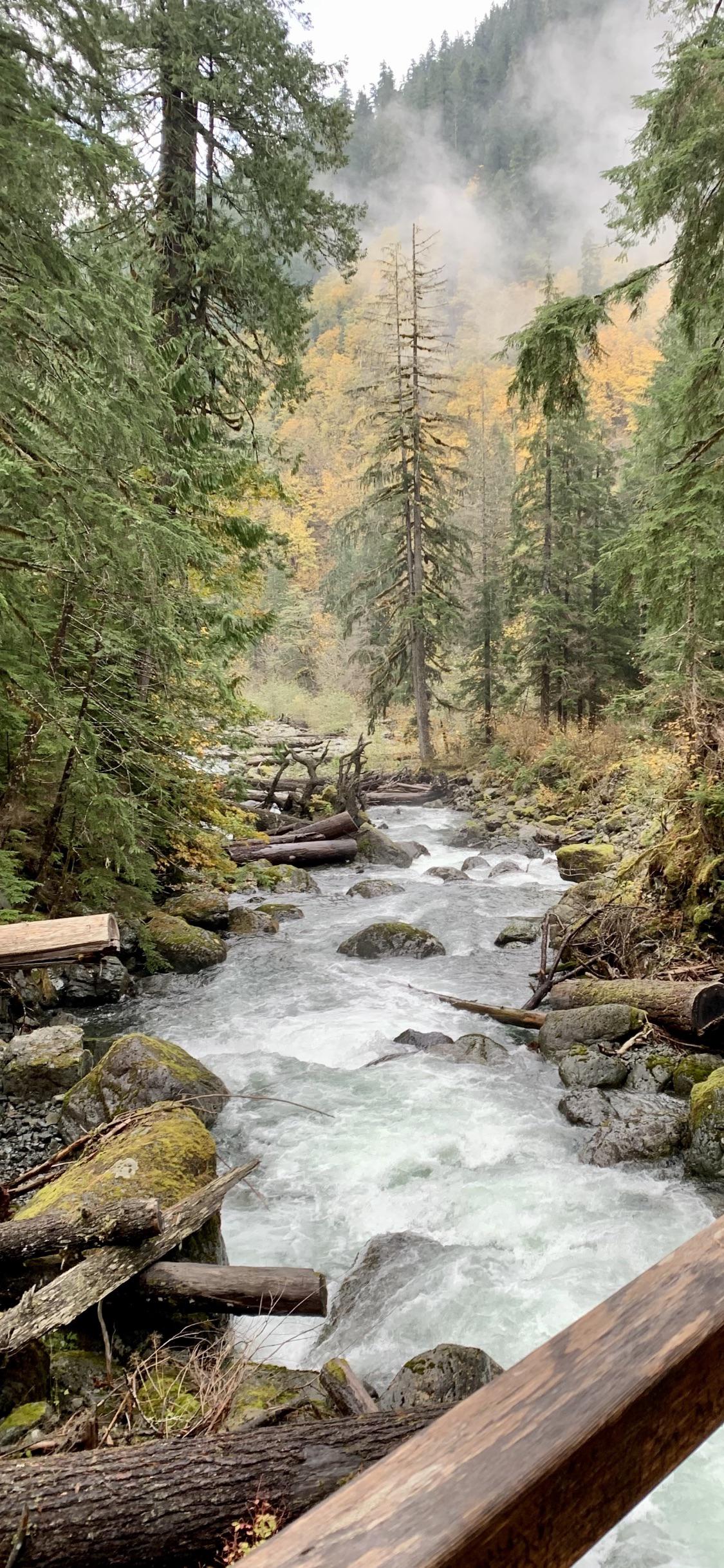 Обои природа, вода, растение, природный ландшафт, окружающая среда в разрешении 1125x2436