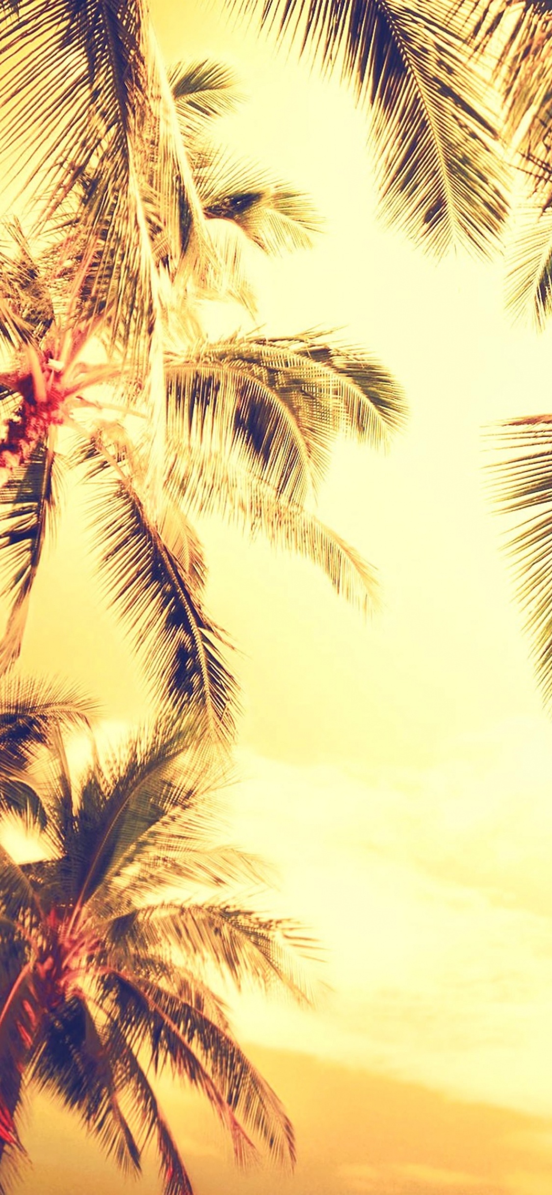 Обои пальмовые рощи, природа, Пальма, дерево, растение в разрешении 1125x2436