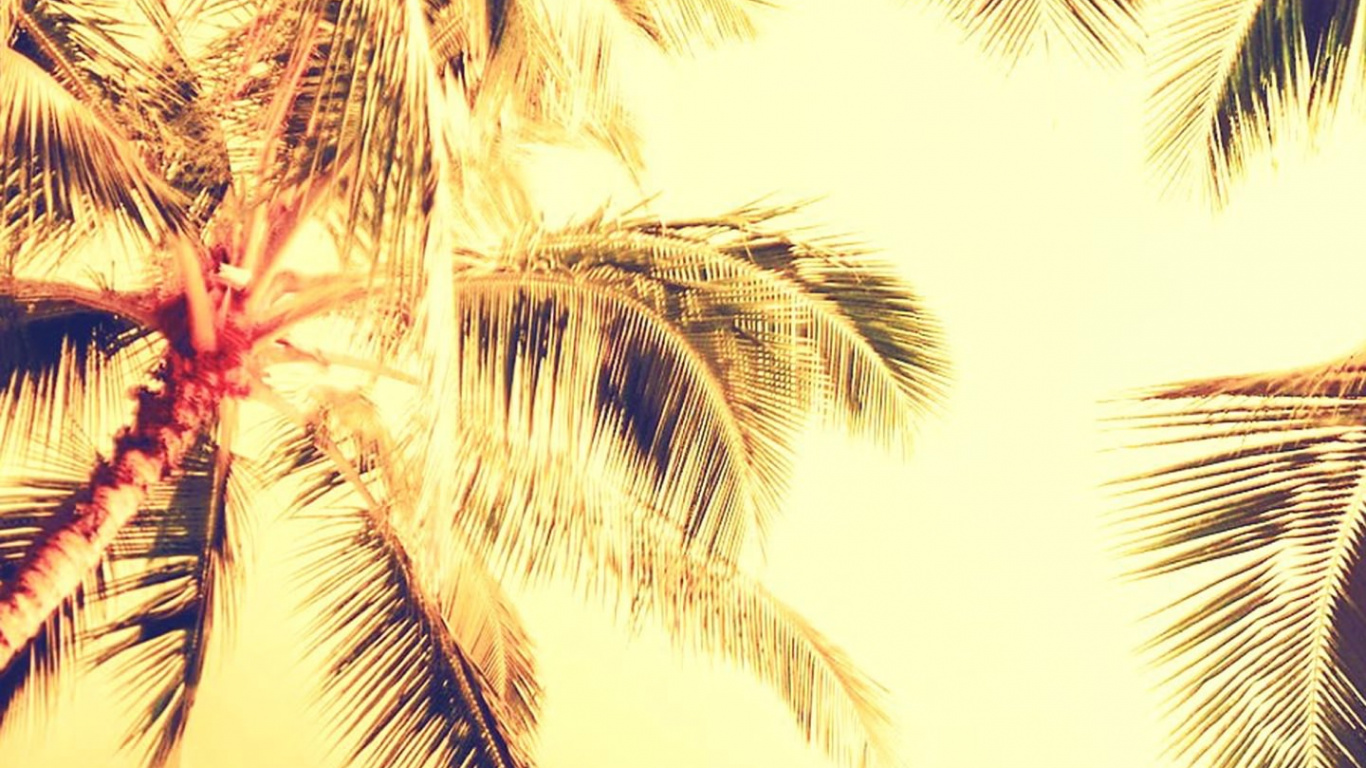 Обои пальмовые рощи, природа, Пальма, дерево, растение в разрешении 1366x768