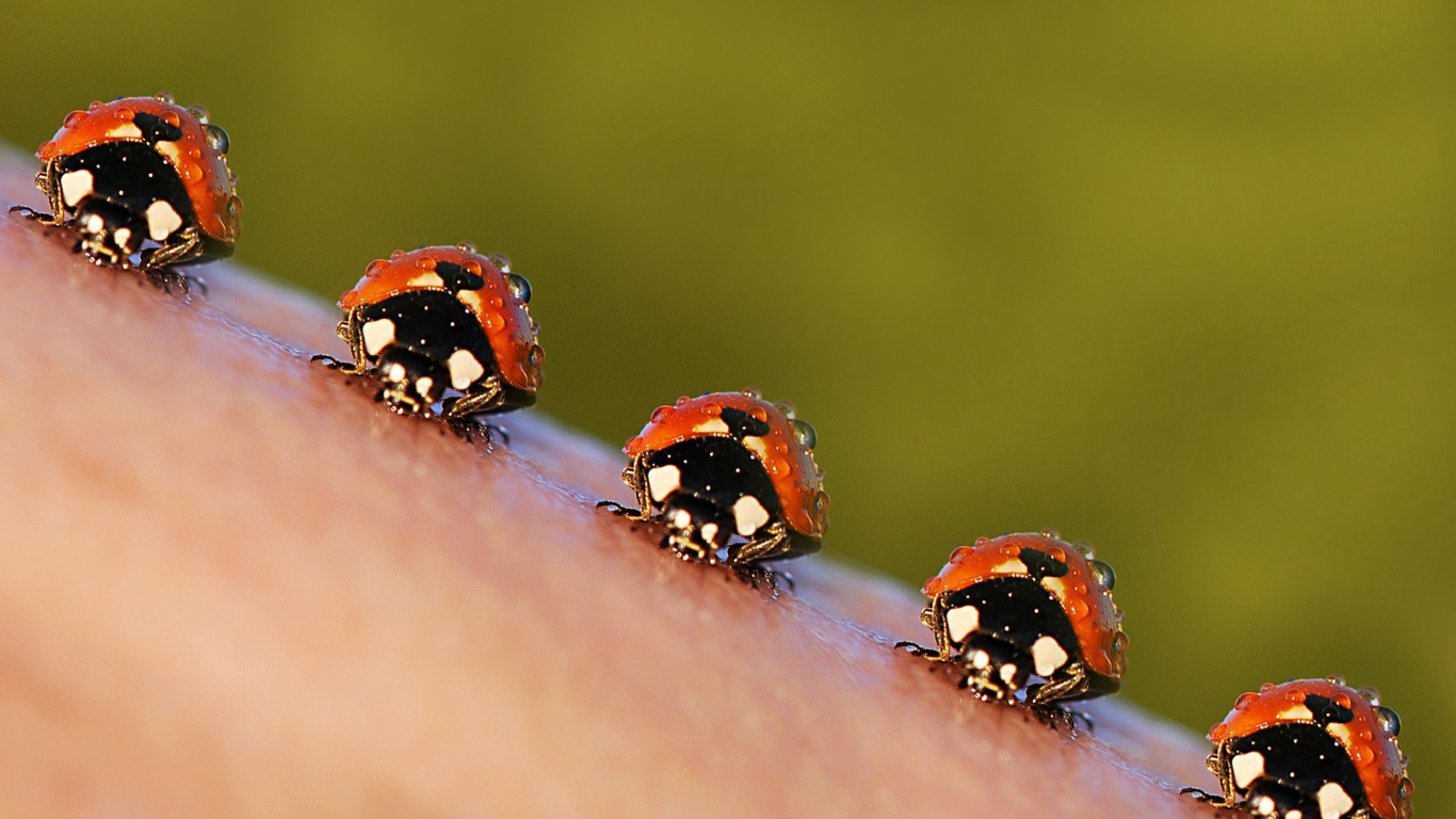 Обои насекомое, членистоногое, животное, макросъемка, беспозвоночные в разрешении 1366x768