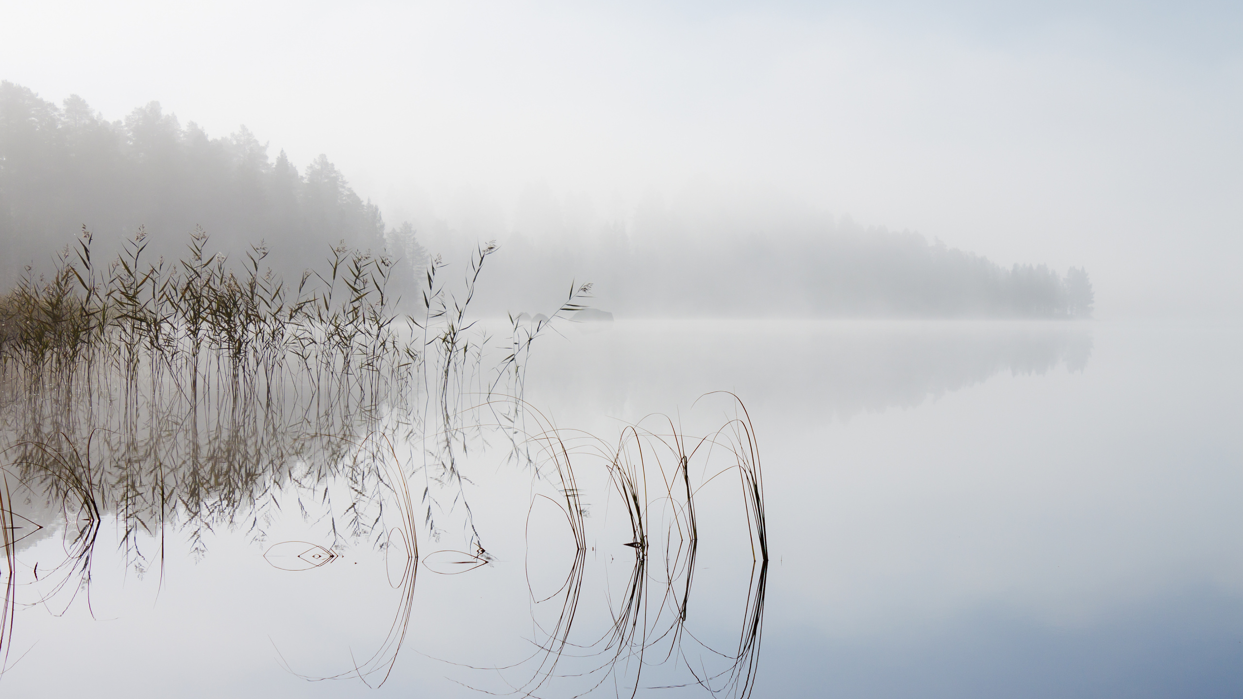 Обои пейзаж, планшет, вода, гидроресурсы, растение в разрешении 2560x1440
