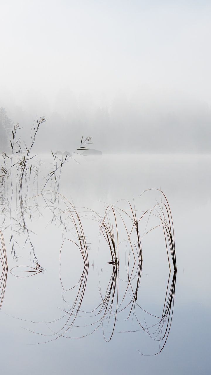 Обои пейзаж, планшет, вода, гидроресурсы, растение в разрешении 720x1280
