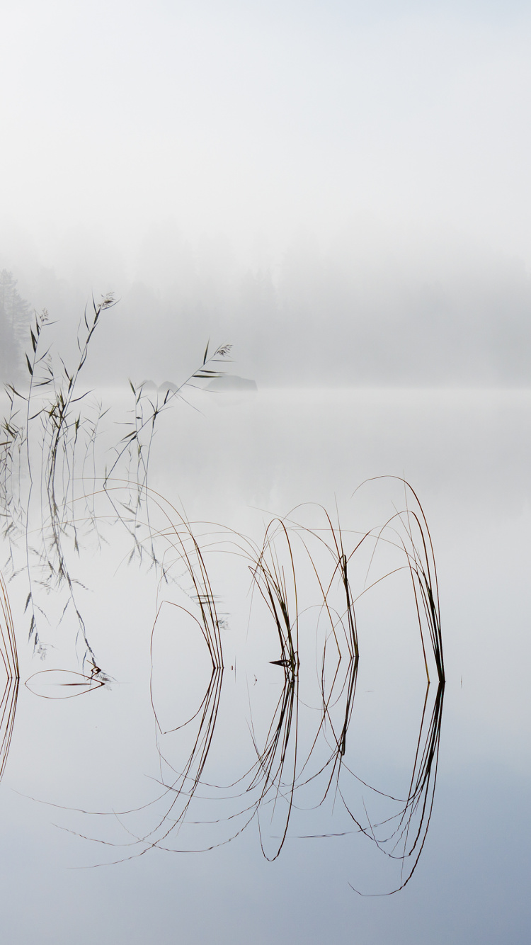 Обои пейзаж, планшет, вода, гидроресурсы, растение в разрешении 750x1334